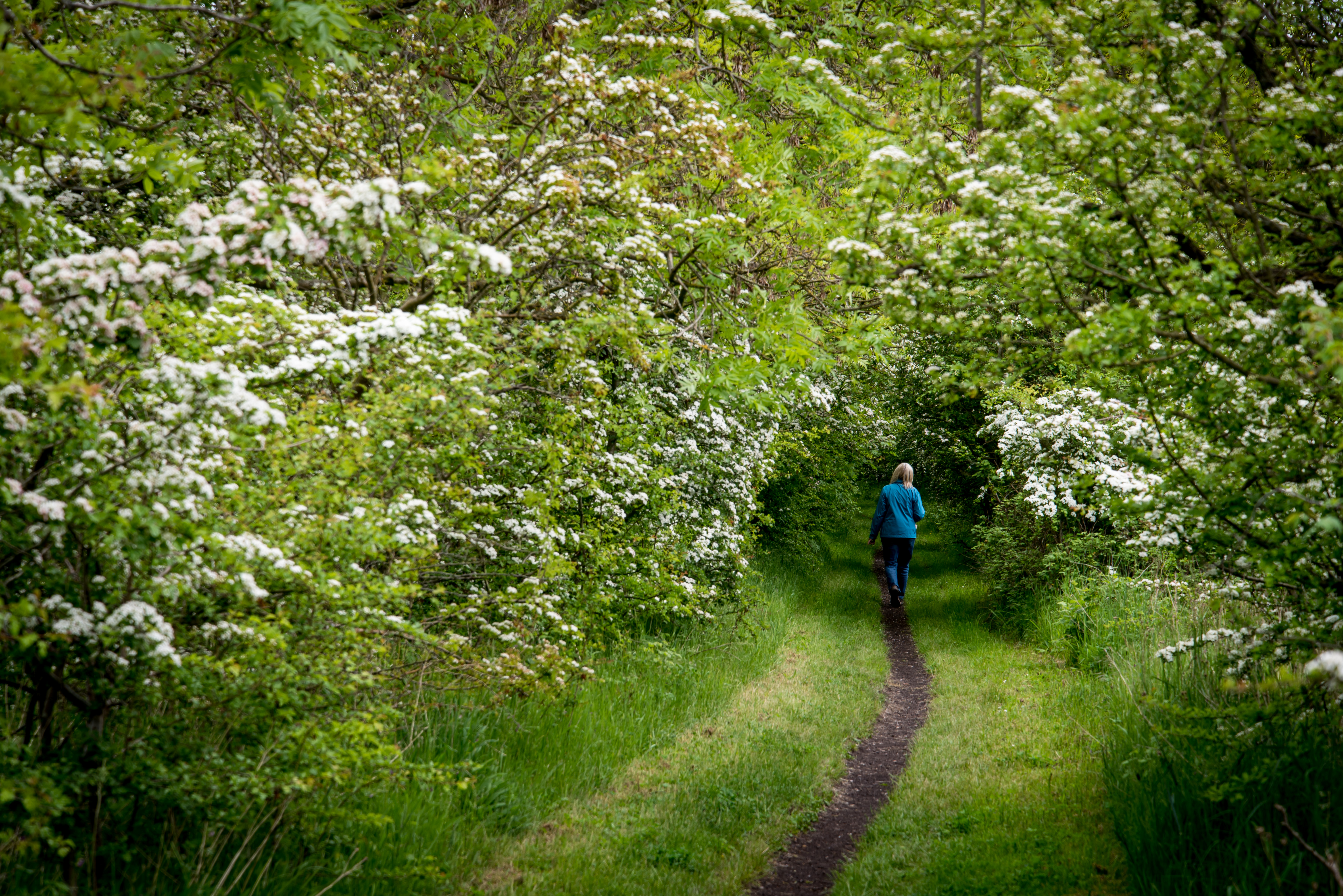 Trail, Nature